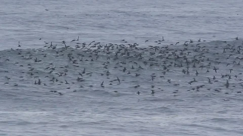 Waves breaking with birds in the surf Stock Footage 71188122