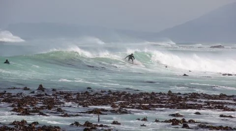 Waves breaking over kelp bed Stock Photos