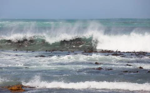 Waves breaking over kelp bed Stock Photos