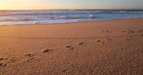 Waves breaking on sandy beach with dog footprints in sand Stock Footage 146674061