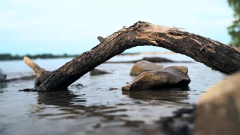 Waves on broken tree branch Stock Footage 136481309