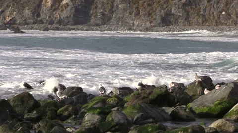 Waves on the California Coast Video stock 48314680