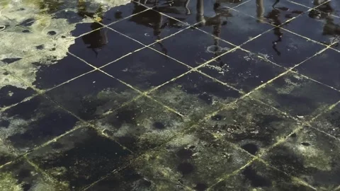 Waves of clear water flowing in a mossy pond (2) Stock Footage 321497438