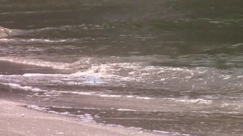 Waves on the coast with trash in the water Stock Footage 60749746