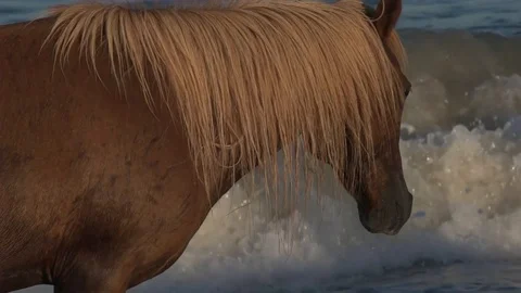 Waves cool the horse. Stock Footage 93593515