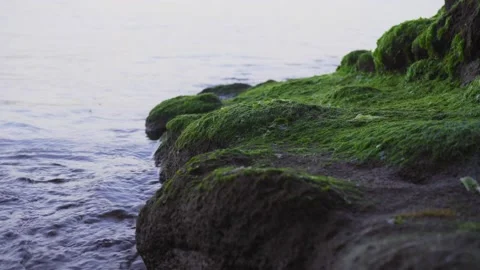 Waves crash against algae-covered rocks Stock Footage