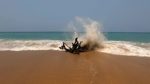 Waves crash against a dry tree on the beach. Stock Footage 242166926