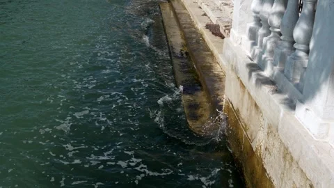 Waves crash against the granite steps embankment shadow of a flying seagull Stock Footage 245231252