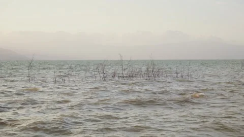 Waves crash around dry reeds in misty, calm sea Video stock 336971874