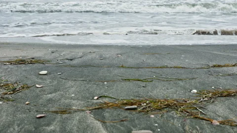 Waves crash on sandy beach covered with shells and seaweed during a cloudy day Stock Footage 342462919