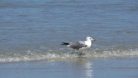 Waves crash into Seagull on beach Video stock 74587061