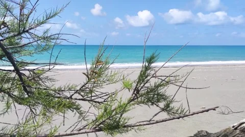 Waves Crash on the Shore While Trees Sway by the Beach in a Sunny Day in the Stock Footage 330795644