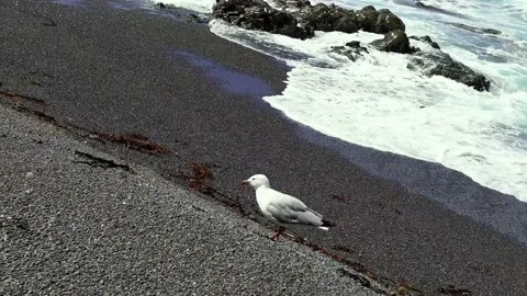 Waves crashing on beach with seagull Stock Footage 231050036