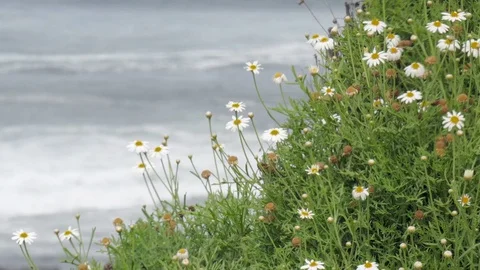 Waves crashing on coastline Video stock 72105443