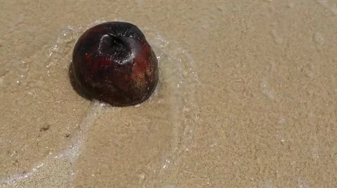 Waves crashing gently to coconut on the beach Stock Footage 48785695