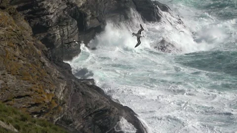 Waves crashing rocky cliffs with seabirds, Falkland Islands, 4K Vídeos de archivo 332332143