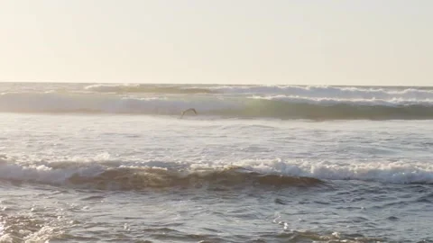 Waves crashing with sea bird flying Stock Footage