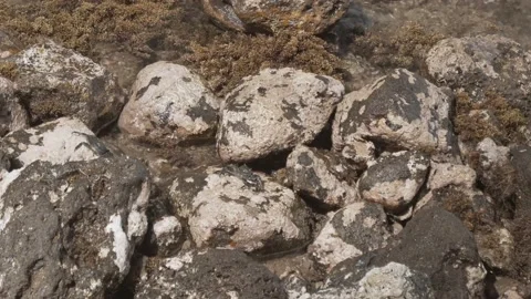 Waves Crashing on Small Rocks with Tiny Crabs Video stock 237852379