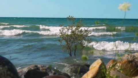 Waves crashing into a small tree growing out in the water due to unusually Stock Footage 113548466