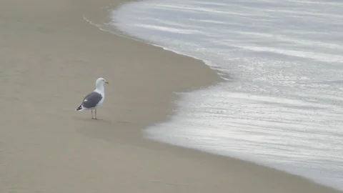 Waves create a pattern in the surfline at the beach. 動画素材 70426575