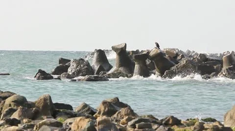 Waves crushing on seafront breakwater and a bird resting on a dam stone Stock Footage 12274405