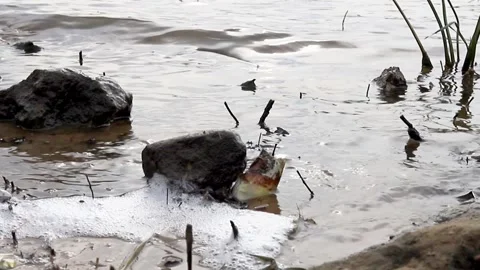 The waves of the dirty river splash the sandy beach with water nature pollution Stock Footage 152726908