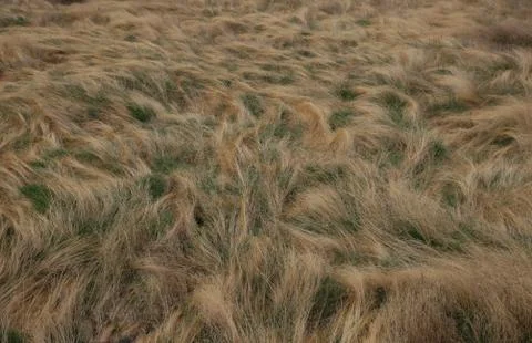 Waves of dry grass Stock Photos