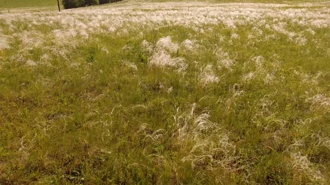 Waves of feather in the wind Stock Footage 109330995