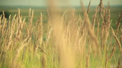Waves on the field Stock Footage 47108559