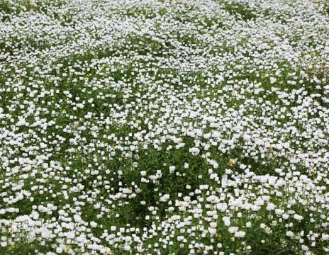 Waves of flower Stock Photos