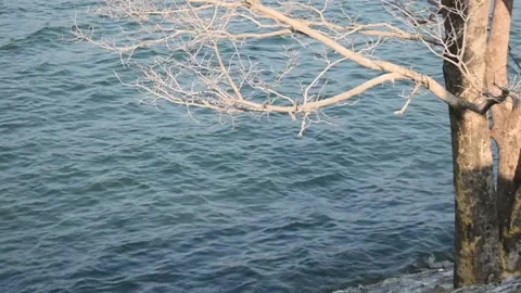 Waves flowing in a lake with a  leave less tree in a foreground. Stock Footage 131704230