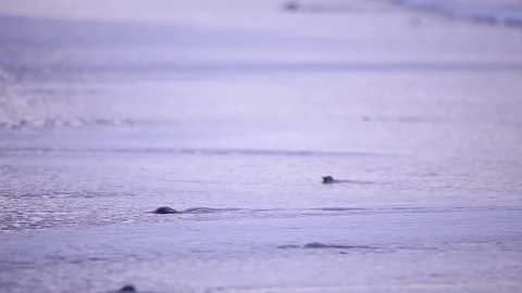 Waves flowing over a sandy beach at dusk Stock Footage 98678888
