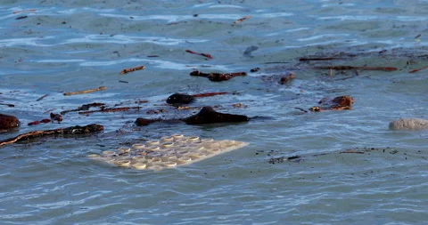 Waves Of Garbage In Sea Stock Footage 140617376