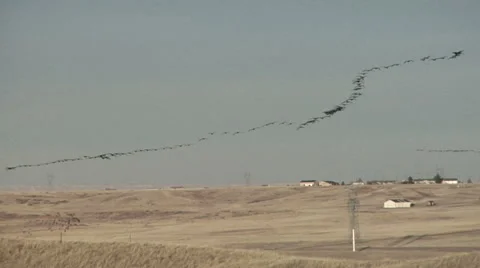 Waves of Geese Stock Footage 54735466