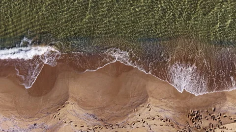 Waves gently kiss the sandy shore at dawn, creating a serene and tranquil Stock Footage 331973782