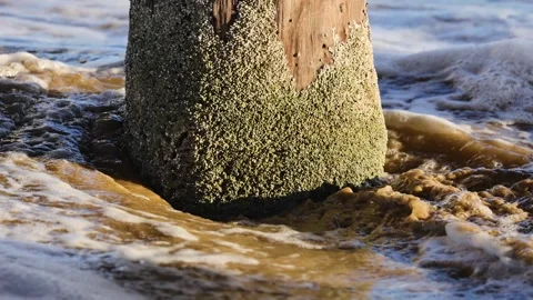 Waves Gently Lapping Against Barnacle-Covered Pier Post Stock Footage 305893356