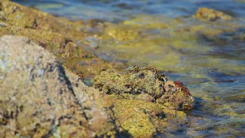 Waves gently wash over algae-covered rocks on the rugged coastline east of Salal Stock Footage 324769992