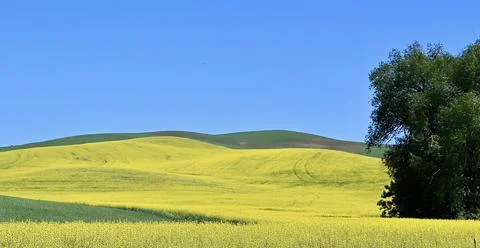 Waves of Gold: Canola Fields Beneath Blue Sky Stock Photos