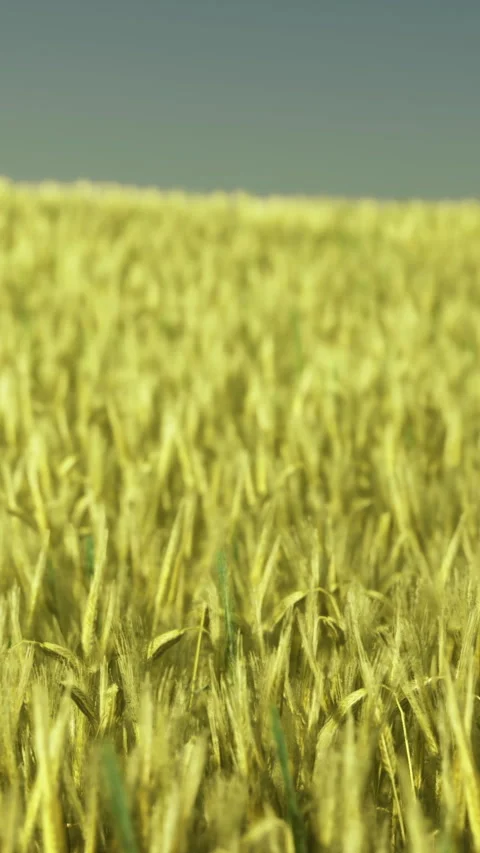 Waves of golden wheat dancing under a bright blue sky in a vast field Video stock 334244076