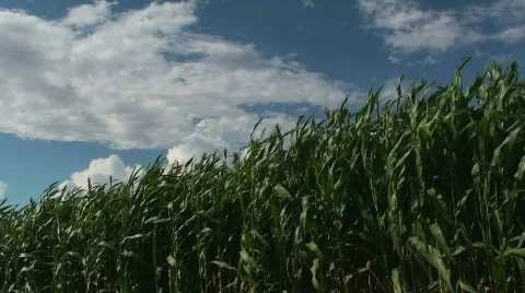 Waves Of Grain Stock Footage