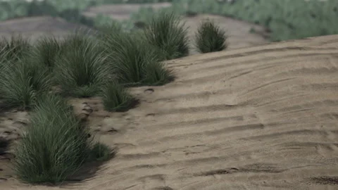 Waves of Grass Dancing on a Sandy Dune Under the Soft Sun Stock Footage 346691626