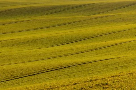 Waves of grass in field Stock Photos