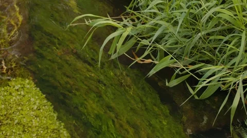 Waves of grass swaying with the flow of the river Stock Footage 322609509