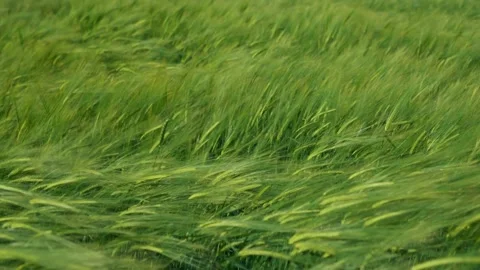 Waves of Green Barley Dance Gently in the Breeze, Creating a Beautiful Scene in Stock Footage 311282106