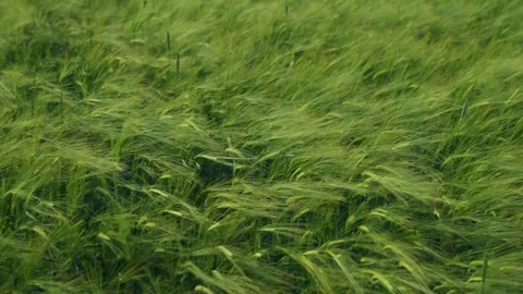 Waves of Green Barley Dance Gently in the Breeze, Creating a Beautiful Scene in Stock Footage 311282979