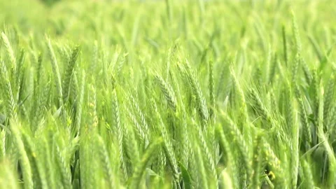Waves of green: exploring the tranquil beauty of a wheat field on a sunny day Stock Footage 295338987
