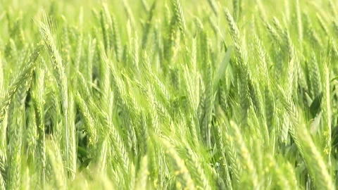 Waves of green: exploring the tranquil beauty of a wheat field on a sunny day 스톡 동영상 295339799