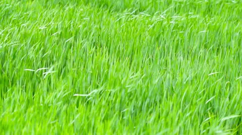 Waves of green grass Stock Footage 23729003