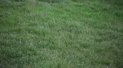 Waves on the green grass in the wind Stock Footage 52595580