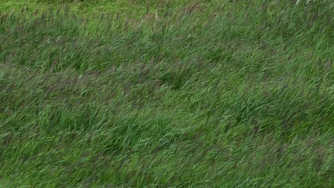 Waves of green ocean of the ears. Vídeo Stock 92844880